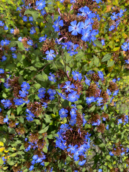 Loodkruid blauw bloeiende borderplant