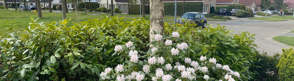 Klant foto rhododendron