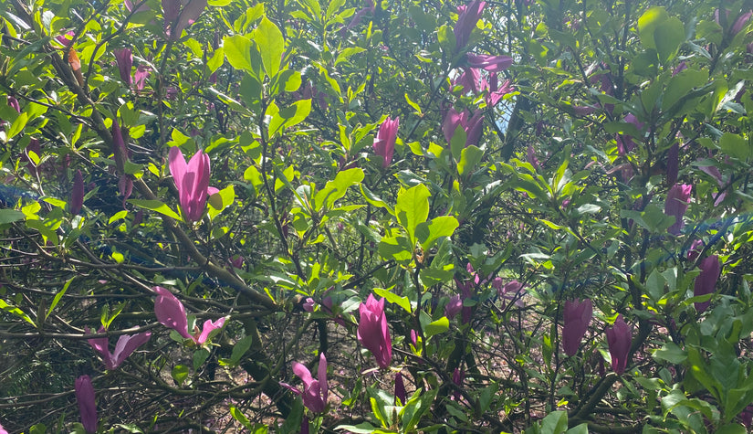 klant foto magnolia