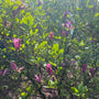 klant foto magnolia