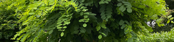 Robinia tuinplanten bolvorm boom