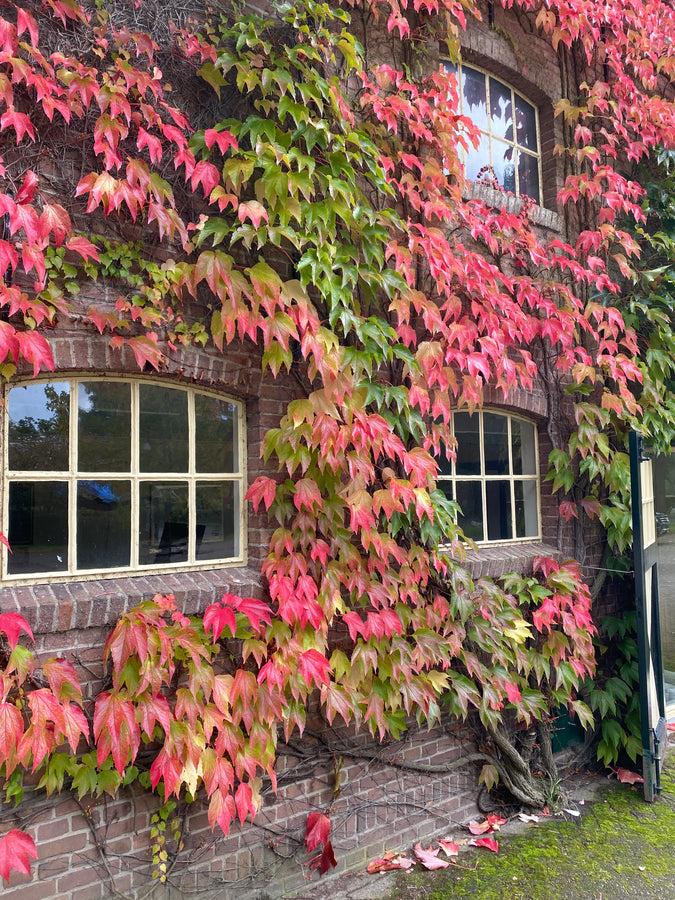 wilde-wingerd-parthenocissus-tricuspidata-veitchii-yarinde