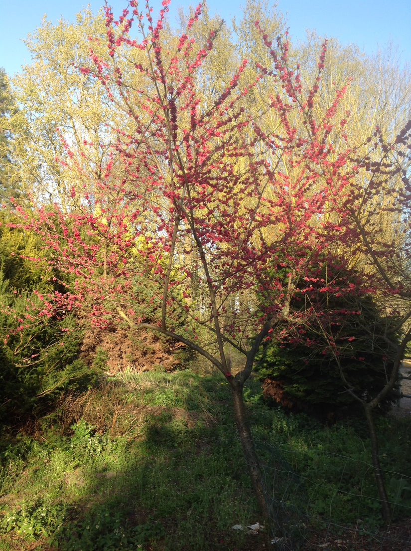 Perzik boom - Prunus persica "Melred" in bloei