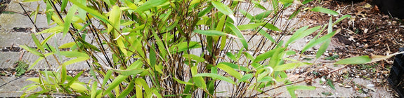 Bamboe haag