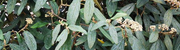  Sneeuwbal - Viburnum Rhytidophyllum