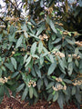  Sneeuwbal - Viburnum Rhytidophyllum