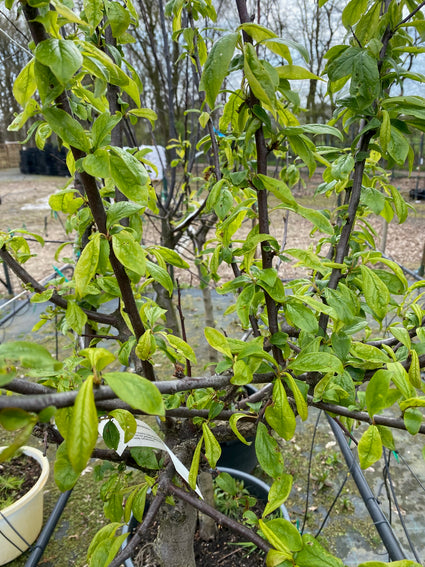 Pruimenboom - Prunus domestica 'Mirabelle de Nancy'