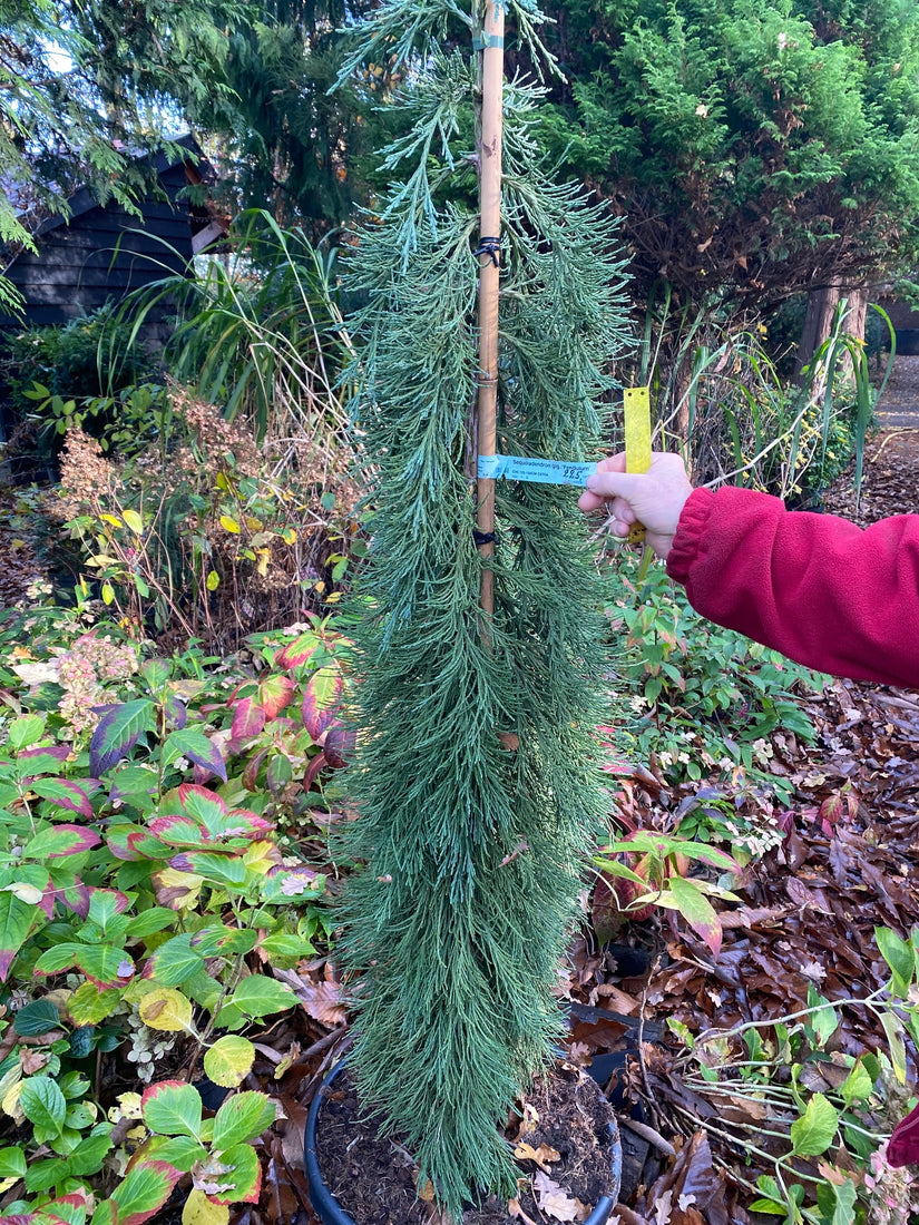 Mammoetboom - Sequoiadendron giganteum 'Pendulum'