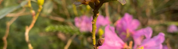 vroegbloeiende rhododendron