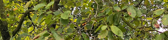 Canadese krentenboom - Meerstammige struik
