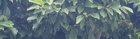 Valse Tulpenboom - Magnolia Liliiflora