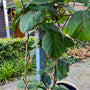 kiwi klimplant