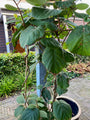 kiwi klimplant