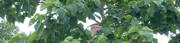 Grootbladige Magnolia - Magnolia macrophylla 