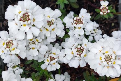 Witte bloemen Scheefkelk - Iberis sempervirens 'Snowflake'
