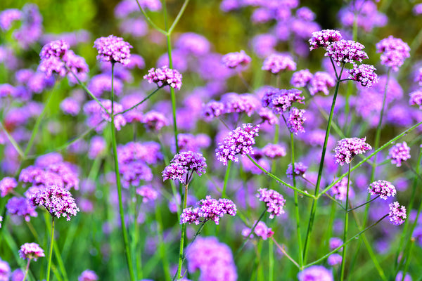 Verbena bonariensis (IJzerhard) kopen C2 | Heijnen Planten Verbena bonariensis (IJzerhard) kopen C2 | Heijnen Planten