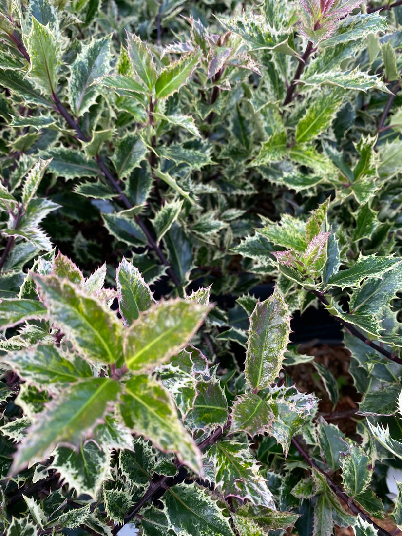 Bonte hulst - Ilex aquifolium 'Ingramii'