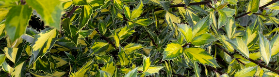 Ilex aquifolium-Myrtifolia-Aurea-Maculata.jpeg