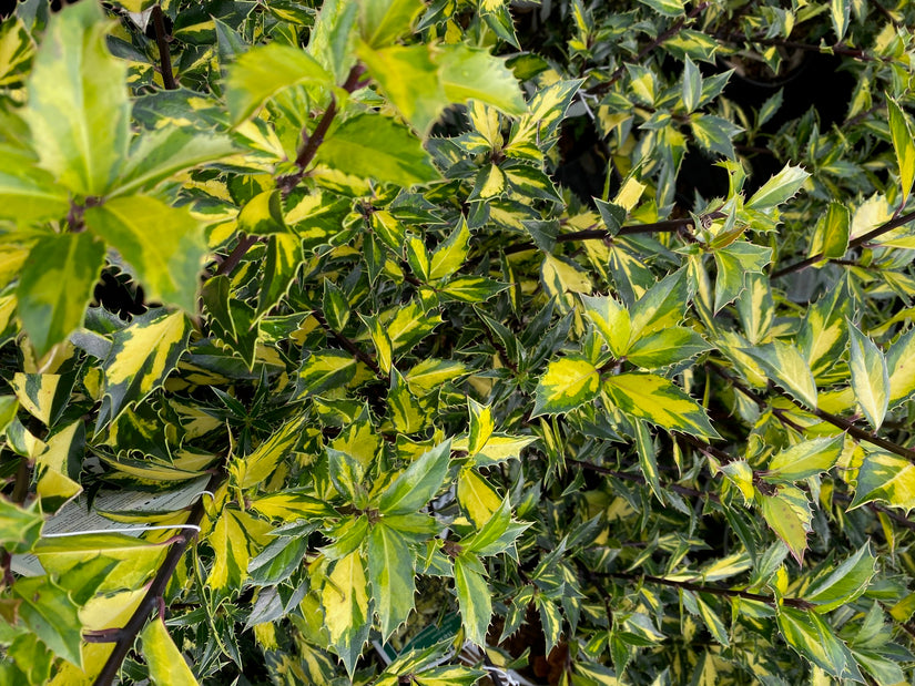 Ilex aquifolium-Myrtifolia-Aurea-Maculata.jpeg
