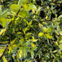 Hulst - Ilex aquifolium 'Myrtifolia Aurea Maculata'