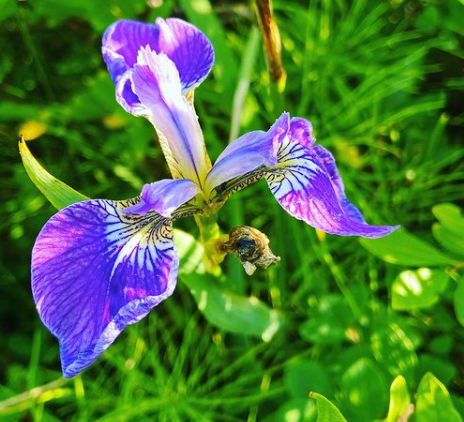Iris setosa tuinplant paars borderpakket