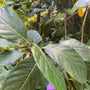 Jackfruit - Artocarpus heterophyllus