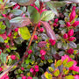 Japanse Azalea - Rhododendron 'Moederkensdag'