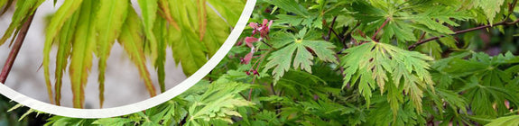 Japanse Esdoorn - Acer japonicum 'Aconitifolium'