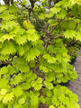 Japanse-Esdoorn-Acer-shirasawanum-Aureum.jpg