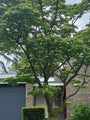 Japanse Grootbloemige Kornoelje - Cornus kousa F. Buerger