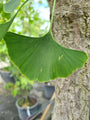 Japanse Notenboom 'Ginkgo biloba' bladstructuur boomsoort loofboom naaldboom
