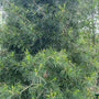 Japanse Parasolden - Scidopitus verticaliata