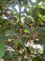 Japanse Storaxboom in bloei