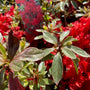 Japanse azalea - Rhododendron 'Hot Shot'