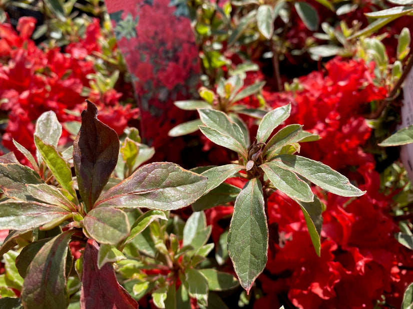 Japanse azalea - Rhododendron 'Hot Shot'