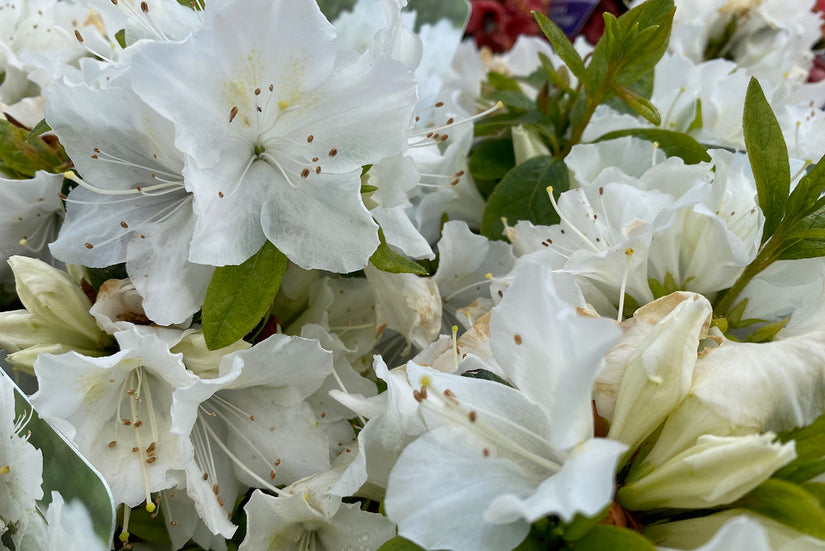 Japanse azalea - Rhododendron 'Pleasant White'
