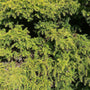 Japanse cipres - Cryptomeria japonica 'Monstrosa'