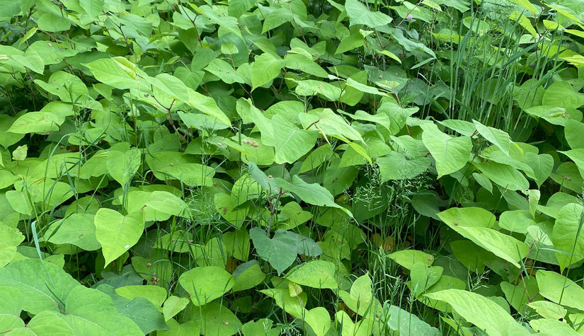 Woekerplant - Japanse duizendknoop - 'Fallopia japonica'