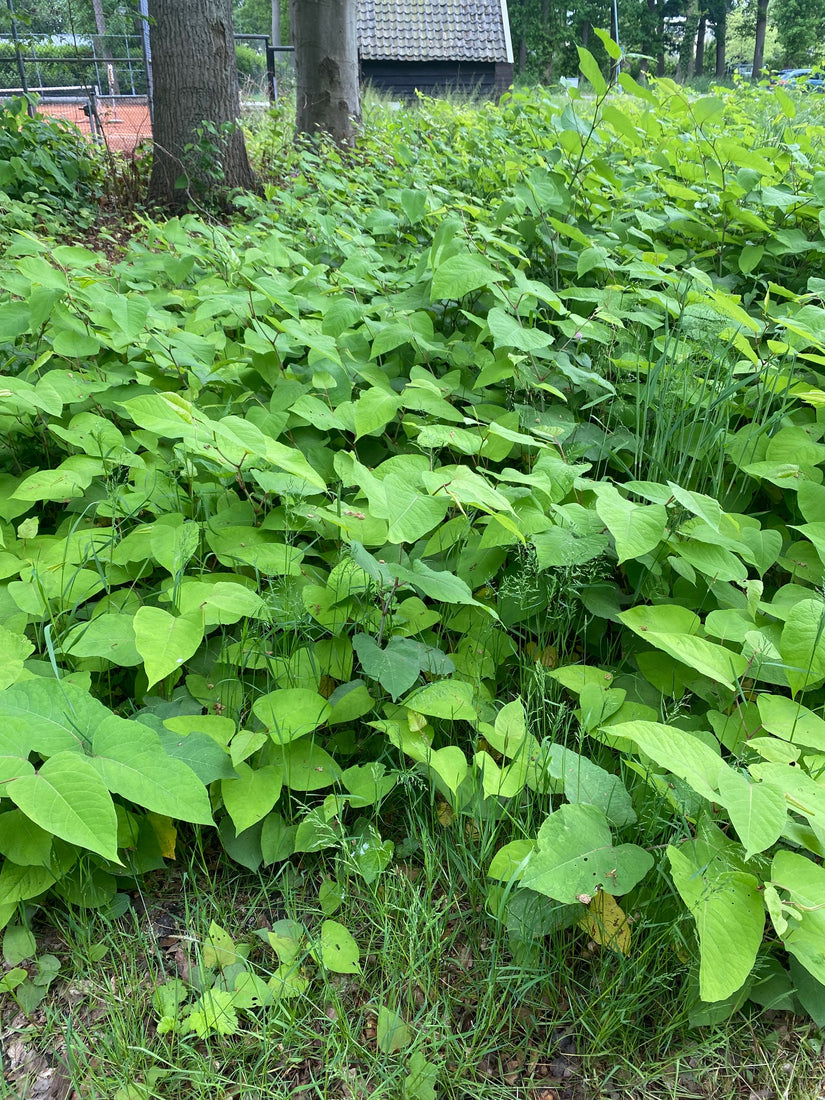 Woekerplant - Japanse duizendknoop - 'Fallopia japonica'