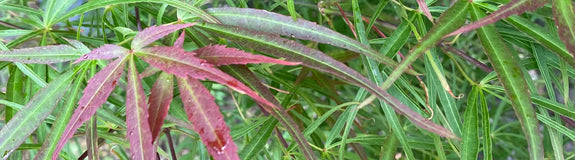 Japanse esdoorn - Acer palmatum 'Linearilobum' - Blad