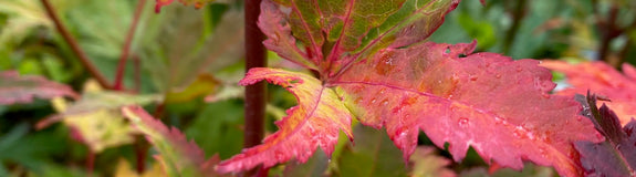 Herfstblad Acer shirasawanum 'Jordan'