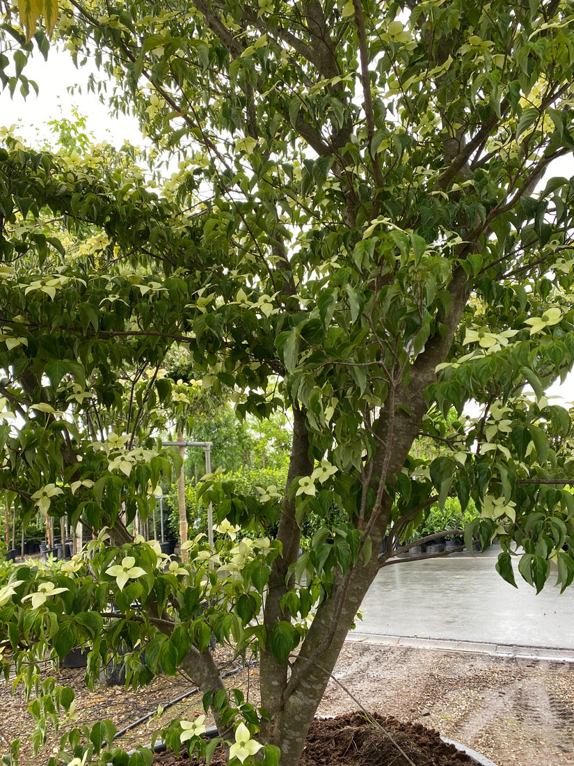 Meerstammige boom Japanse grootbloemige kornoelje