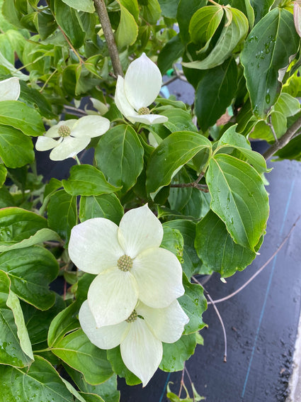 Japanse grootbloemige kornoelje - Cornus kousa 'Teutonia'