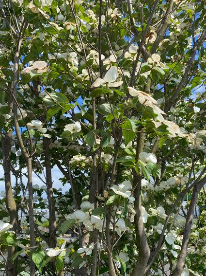 Japanse grootbloemige kornoelje - Cornus kousa 'Venus'