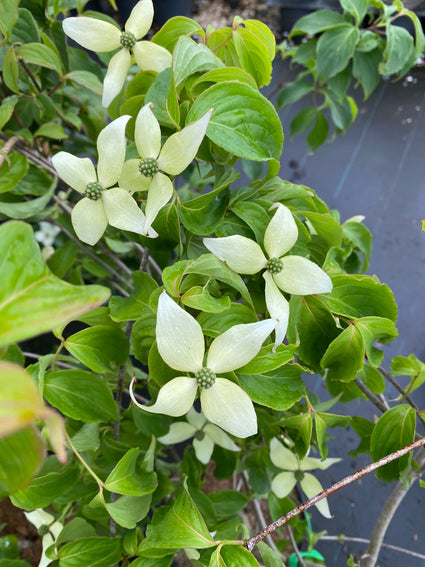 Japanse grootbloemige-kornoelje-Cornus-kousa-Weavers-Weeping.jpeg