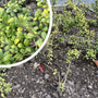 Japanse hulst - Ilex crenata 'Green Hedge'