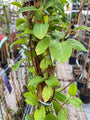 Japanse kamperfoelie - Lonicera japonica 'Halliana' is half-wintergroen