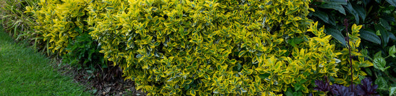 Japanse kardinaalsmuts - Euonymus fortunei 'Emerald 'n Gold'