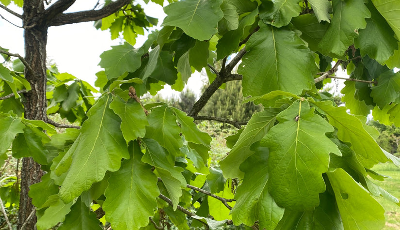 Blad Japanse keizereik - Quercus dentata