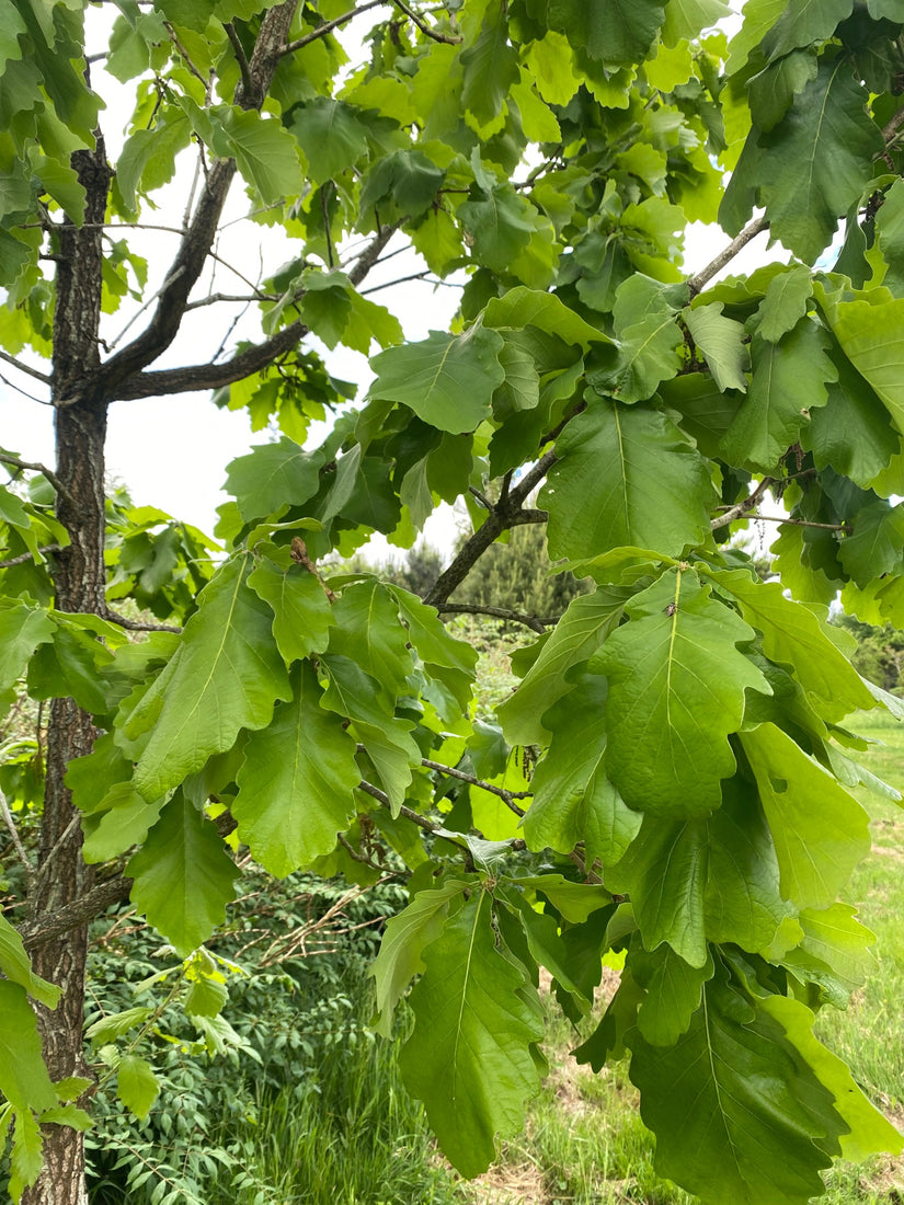 Blad Japanse keizereik - Quercus dentata